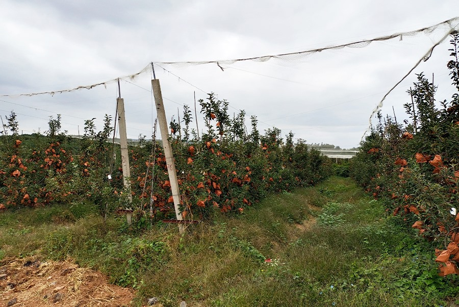 蘋(píng)果基地