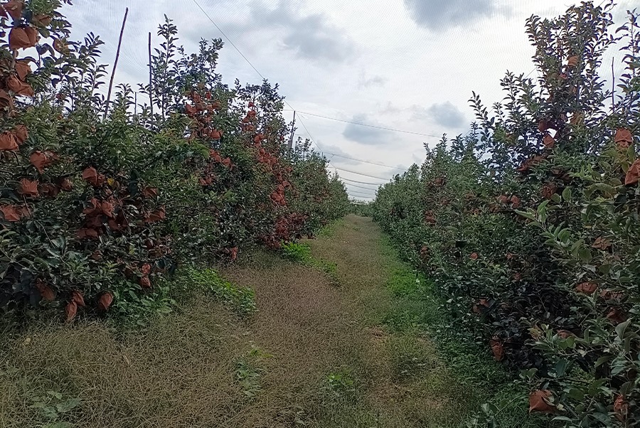蘋果基地